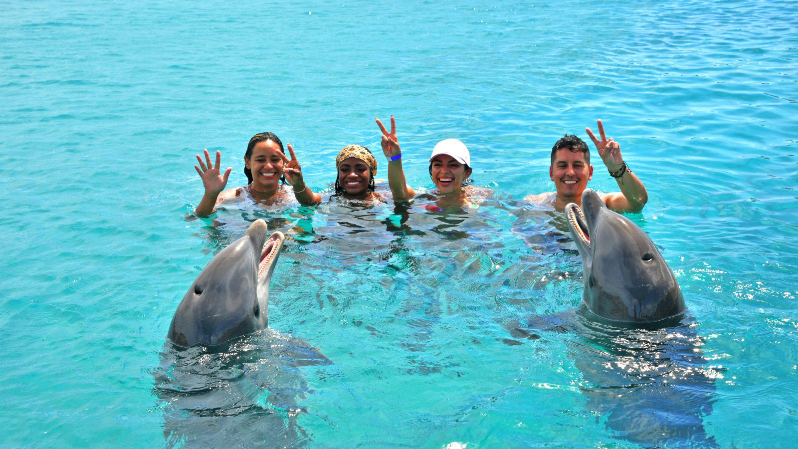 Dolphin Swim Curacao